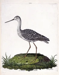 Eläinkartta (ornitologia): harmaa proomu (punainen proomu tai limosa lapponica). Kuvitus Francois Nicolas Martinet