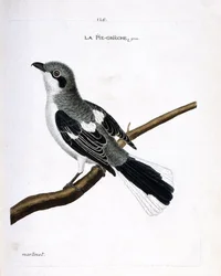 Eläinkartta (ornitologia): oksalla harmaa grieche (harmaa kirsikka tai lanius excubitor). Kuvitus Francois Nicolas Martinet