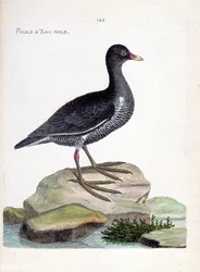 Eläinkartta (ornitologia): urosvesikana (vesikana tai gallinula chloropus). Kuvitus Francois Nicolas Martinet