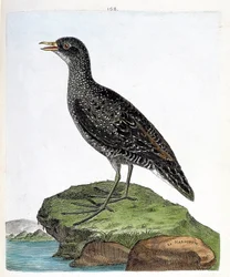 Eläinkartta (ornitologia): marouette (spot marouette tai porzana porzana). Kuvitus Francois Nicolas Martinet