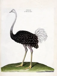 Eläinkartta (ornitologia): strutsi (struthio camelus). Kuvitus Francois Nicolas Martinet