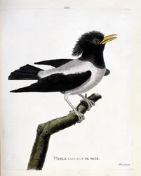 Eläinkartta (ornitologia): vaaleanpunainen mustarastas (punertava kottarainen tai sturnus roseus) oksalla. Kuvitus Francois Nicolas Martinet