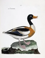 Eläintietokartta (ornitologia): tadorne (tadorne de belon tai tadorna tadorna). Kuvitus Francois Nicolas Martinet