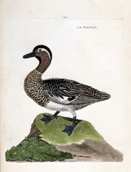 Eläinkartta (ornitologia): tavi (kesävire tai anas querquedula). Kuvitus Francois Nicolas Martinet