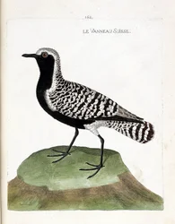 Eläinkartta (ornitologia): Sveitsin karitsa (hopeaaha tai pluvialis squatarola). Kuvitus Francois Nicolas Martinet