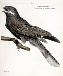 Eläinkartta (ornitologia): kulmahaukka (European nighthawk tai caprimulgus europaeus) oksalla. Kuvitus Francois Nicolas Martinet
