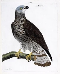 Eläinkartta (ornitologia): oksalla oleva bondree (apivore bondree tai pernis apivorus). Kuvitus Francois Nicolas Martinet