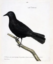 Eläintietokartta (ornitologia): kaali (tornikaali tai corvus monedula) oksalla. Kuvitus Francois Nicolas Martinet