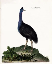 Eläinkartta (ornitologia): casoar (casoar kypärä tai cassuarius cassuarius). Kuvitus Francois Nicolas Martinet