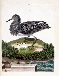 Eläintieteellinen taulu (ornitologia): suokukko eli koiraspuolinen meririikinkukko (vaihteleva suokukko eli Philomachus pugnax). Kuvitus François Nicolas Martinet