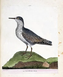 Eläinkartta (ornitologia): harmaa maubeche (violetti nokka tai calidris maritima). Kuvitus Francois Nicolas Martinet