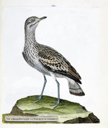 Eläinkartta (ornitologia): suuri aura tai varis (oedicneme criard (Burhinus oedicnemus). Kuvitus Francois Nicolas Martinetin (1731-1800) "Lintujen historiasta, maalattu niiden esiintymisestä ja herkkyydestä". Yksityinen kokoelma.