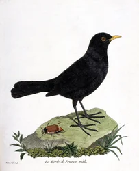 Eläintieteellinen taulu (ornitologia): koirasmustarastas (musta mustarastas eli Turdus merula). Kuvitus François Nicolas Martinet