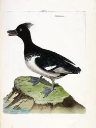 Eläinkartta (ornitologia): Morillon (Scaup morillon tai Aythia fuligula). Kuvitus Francois Nicolas Martinet