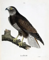 Eläinkartta (ornitologia): oksassa oleva suutin (muuttuva suutin tai buteo buteo). Kuvitus Francois Nicolas Martinet