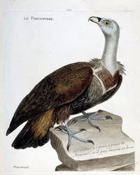 Eläinkartta (ornitologia): Pernoptere (fawn korppikotka tai fulvus gyps). Kuvitus Francois Nicolas Martinet