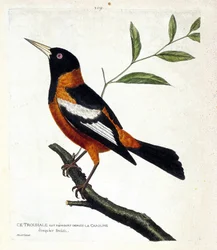 Eläinkartta (ornitologia): troupiale (troupiale oriole tai icterus icterus) oksalla. Kuvitus Francois Nicolas Martinet