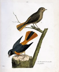Eläintieteellinen taulu (ornitologia): leppälintu kannolla ja sen naaras (valkootsainen leppälintu eli Phoenicurus phoenicurus) oksalla. Kuvitus teoksessa ”Lintujen historia, maalattuina niiden ulkoisessa ja herkässä olemuksessa”, tekijänä Fra