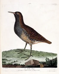 Eläinkartta (ornitologia): vesirale (rallus aquaticus). Kuvitus Francois Nicolas Martinet