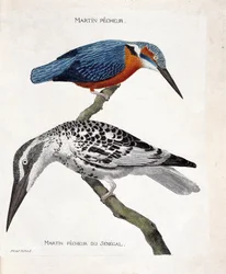Eläinkartta (lintutiede): ylhäältä alas: Kingfisher (Euroopan kuningaskala tai alcedo atthis) ja Senegalin kuningaskala (kuningaskalapiirakka tai Ceryle rudis). Kuvitus kirjassa "Lintujen historia, ulkonäöltään maalattu ja herkkä