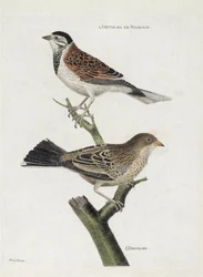 Eläinkartta (ornitologia): ylhäältä alas: Ruokovarpunen (Reed Sparrow tai Emberiza schoeniclus) ja Ortolan (Ortolan Sparrow tai Emberiza hortulana) oksalla. Kuvitus artikkelissa "Lintujen historia, maalattu niiden esiintymiselle ja herkkyydelle"