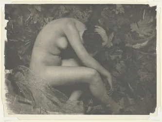Cicada, 1898.