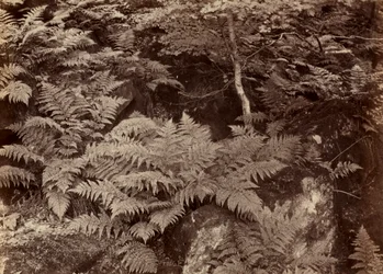Nimetön Saniaistutkimus, 1870-luvun loppu.