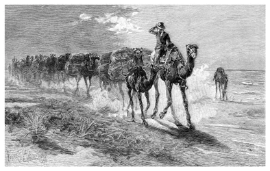 Kamelit kantavat villaa, 1886.