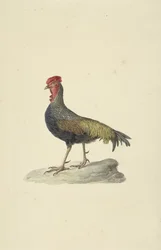 Sonneratin kuokka