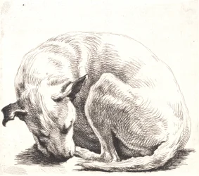 Näytelevy: koira