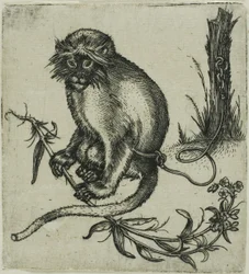 Kahlittu apina