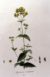 Vuorihypericum tai tuhatkuisma (mäkikuisma) F. De Paola De Schrankin teoksesta "Flora Monacensis". München 1816