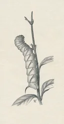 "Full-Grown Caterpillar of the Privet Hawk-Moth, Likely Occupied", c1900, 1910