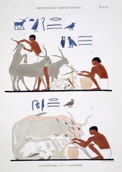 Eläinlääkintätyö, joka on peräisin harvoista Theban freskoista, nauhoitti Frederic Cailliaud (1787-1869) toisella Egyptin-vierailullaan vuosina 1819-1822, väri litho