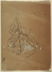 Gnarled Evergreen, Grand Manan, Kanada