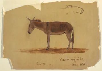 Piirros, Aasi, Baranquilla, Kolumbia, toukokuu 1853.