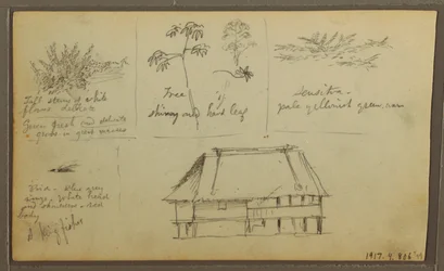 Piirros, linnoitus; Kääntöpuoli: Kasvitieteellisiä luonnoksia, talo, 1857.