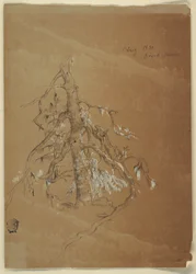 Piirros, A Gnarled Evergreen, Grand Manan, Kanada, elokuu 1851.