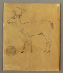 Piirros, Seisova hirvi, n. 1850