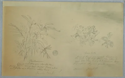 Piirros, Nuolijuuri- ja kardemumma-aiheisia tutkimuksia, Jamaika, kesäkuu 1865.