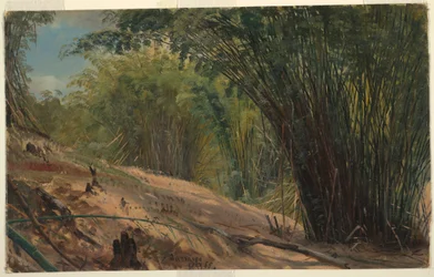 Piirros, Bambu Grove, Jamaika, 1865