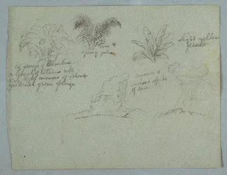 Piirros, bambuja, viiniköynnös ja nuori palmu, kasvi, ja kaksi kohtausta pilvistä putoavasta sateesta harjanteiden yllä, Rio Magdalena, Kolumbia, 1853, luultavasti toukokuu.