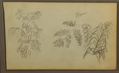 Piirustus, kasvitieteellisiä luonnoksia, 1857