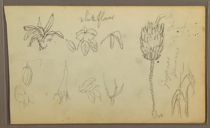 Piirustus, kasvitieteellisiä luonnoksia, 1857