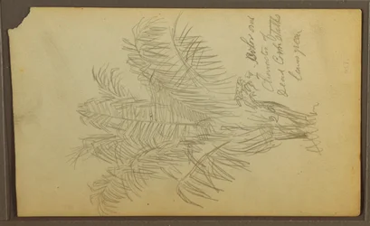 Piirustus, kasvitieteellisiä luonnoksia, 1857