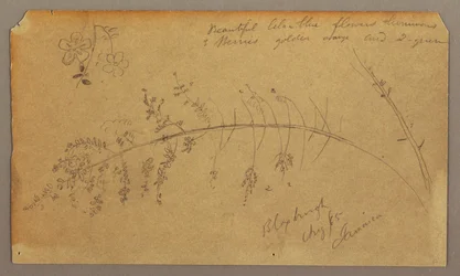 Piirustus, kasvitieteellisiä luonnoksia, elokuu 1865