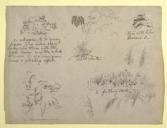 Piirustus, Kasvitieteellisiä luonnoksia, Kolumbia, 1853