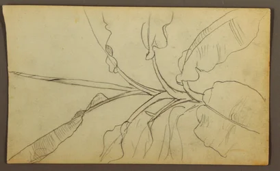 Piirustus, Kasvitieteellisiä luonnoksia, Ecuador tai Kolumbia; Kääntöpuoli: Kasvitieteellisiä luonnoksia, 1857.