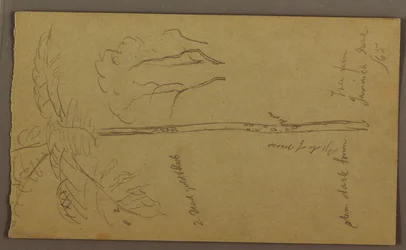 Piirustus, Kasvitieteellisiä luonnoksia, kesäkuu 1865