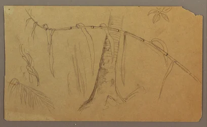 Piirustus, Kasvitieteellisiä luonnoksia, touko-elokuu 1865